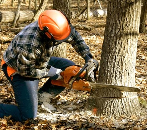 Tree Removal in Edmond, WV